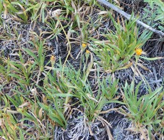 Raillardella scaposa