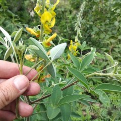 Crotalaria cajanifolia