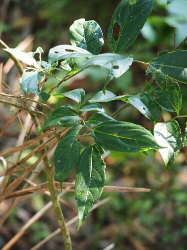 Image of Nilgiri Elm (Celtis tetrandra) by no rights reserved