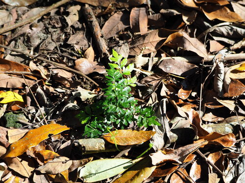 Pteris ensiformis