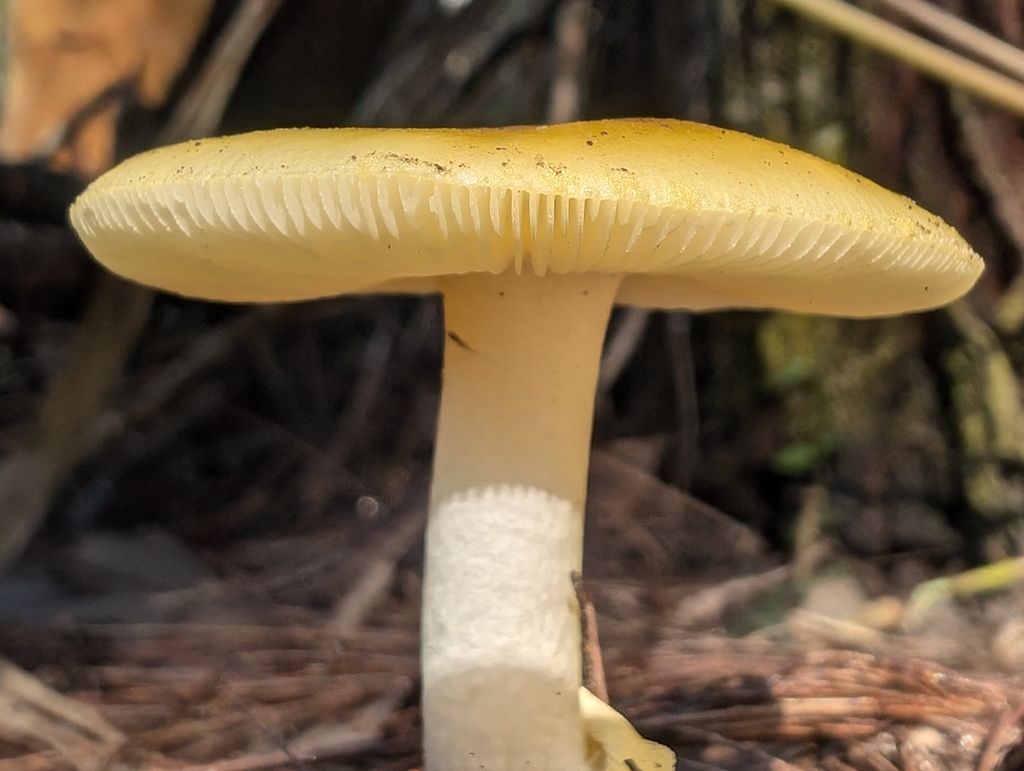 Amanita flavella · March 2025 · photo: © lewispeach (iNaturalist, CC)