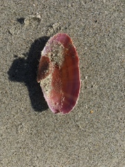 Gari convexa