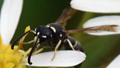 Parancistrocerus pensylvanicus