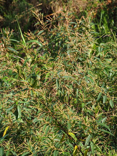 Image of Boehmeria densiflora by no rights reserved
