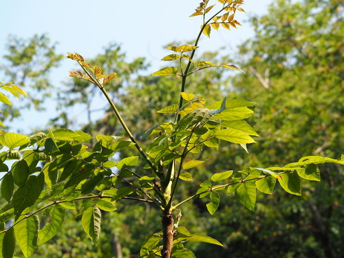Image of Aralia decaisneana by no rights reserved