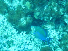 Balistes vetula