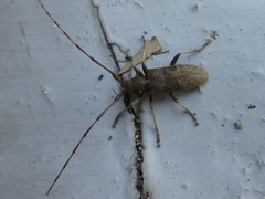 Acalolepta fraudatrix