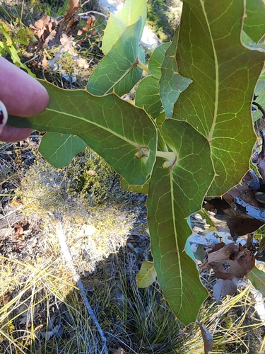 Image of Hakea amplexicaulis by (c) Belinda Forbes, some rights reserved (CC BY)