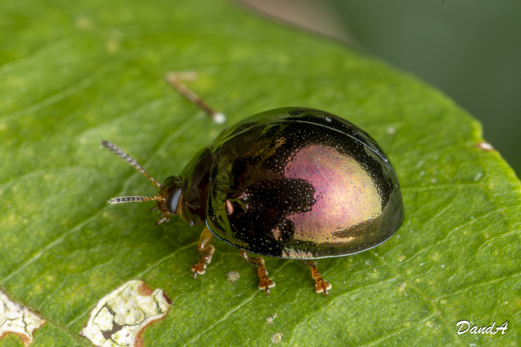 Plagiodera amplipennis