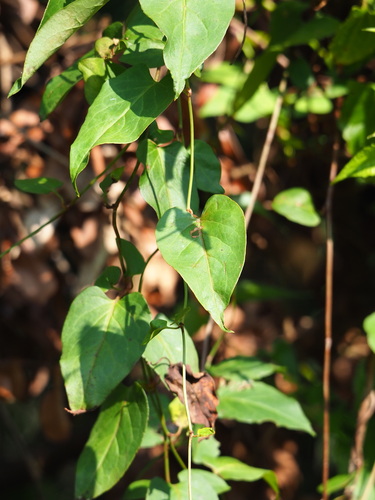 Image of Reynoutria multiflora by no rights reserved