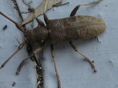 Acalolepta fraudatrix