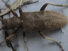 Acalolepta fraudatrix