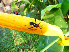 Leptoscelis militaris