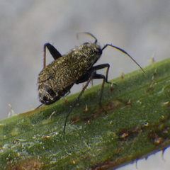 Orthocephalus saltator