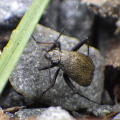Orthocephalus saltator