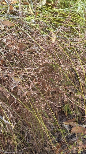 Image of Leionema hillebrandii by no rights reserved