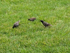 Sturnus vulgaris