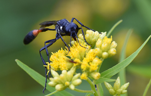 Common thread-waisted wasp