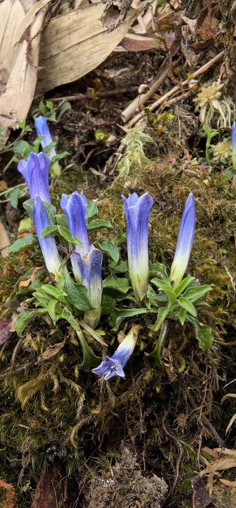 Gentiana jingdongensis