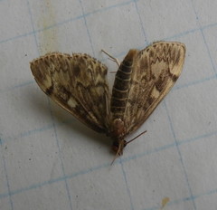 Anania tertialis
