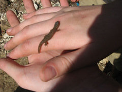 Sphaerodactylus corticola