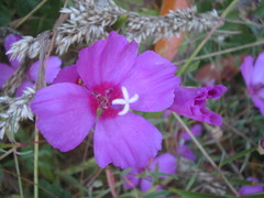 Clarkia rubicunda