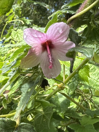 Stinging Pavonia (Pavonia urens)