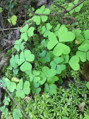 Oxalis
