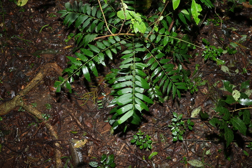Image of Ailanthus triphysa by (c) Greg Tasney, some rights reserved (CC BY-SA)