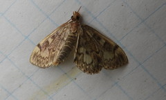 Anania tertialis