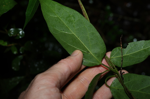 Image of Gymnema pleiadenium by (c) Greg Tasney, some rights reserved (CC BY-SA)