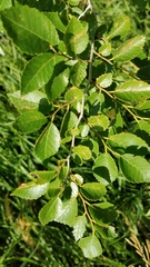 Ulmus pumila