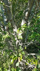 Ulmus pumila