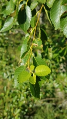 Ulmus pumila