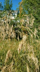 Bromus inermis