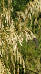 Bromus inermis