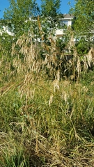 Bromus inermis