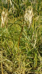 Bromus inermis
