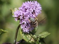 Bembix zonata