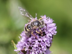 Bembix zonata