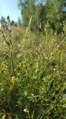 Medicago sativa