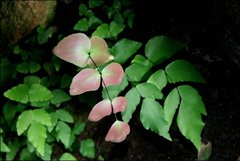 Adiantum macrophyllum