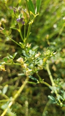 Medicago sativa