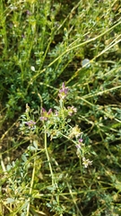 Medicago sativa