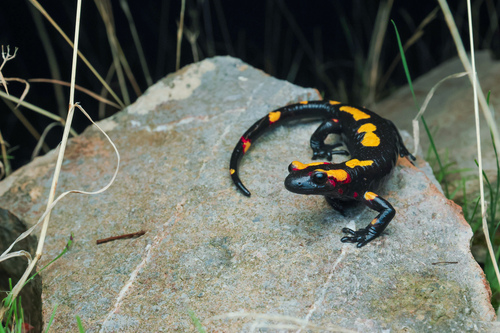 Salamandra algira atlantica