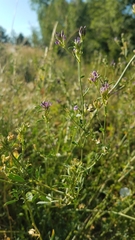 Medicago sativa