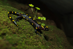 North African Fire Salamander photo 3