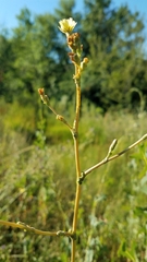 Lactuca serriola