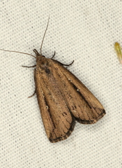 Macrochilo orciferalis