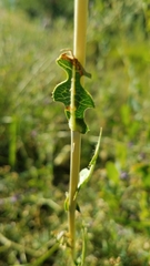 Lactuca serriola